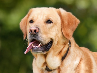 How to tell if your dog got stung by a bee?
