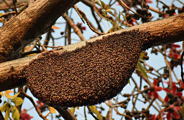 How many bees can kill a human? if sting together