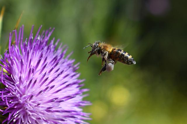 How far do honey bees travel from the hive?