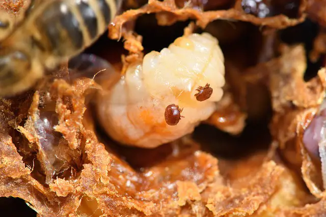Varroa Mite Treatment for Honey bees