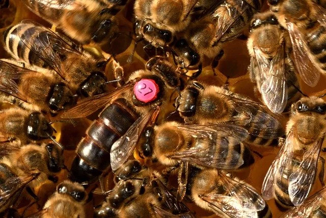 What Is A Queen Cup? How to grow a queen bee?