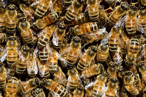 How much do honey bees cost? Where can I get Honey bees? Things to consider