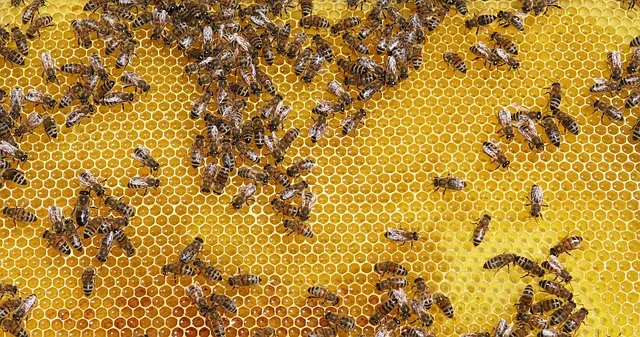 How much honey does 1 hive produce per year?
