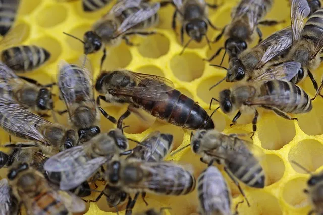 Are queen bees born or made?
