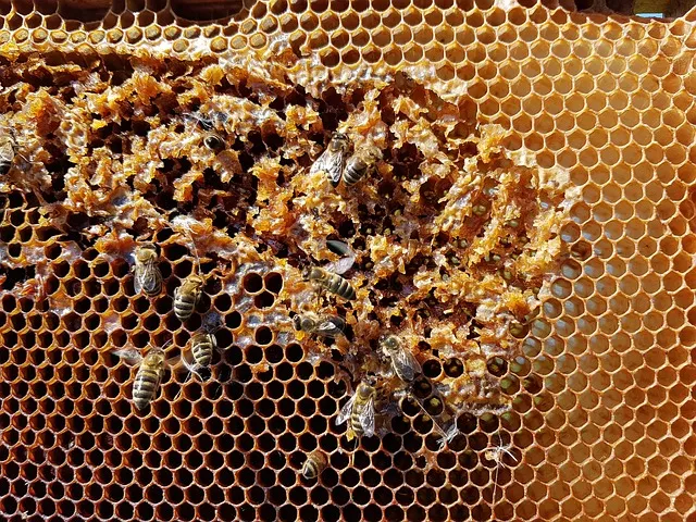 Can you harvest honey from the brood box?