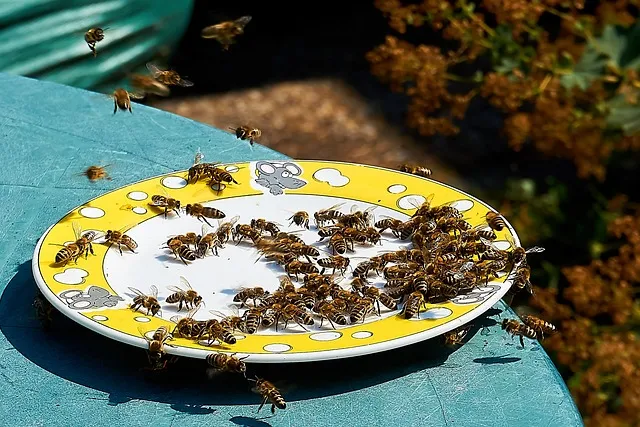 Can bees survive without sugar water?