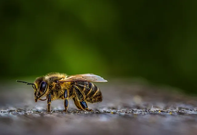 Do bees feel pain?