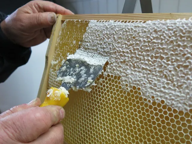 Does harvesting honey hurt bees?
