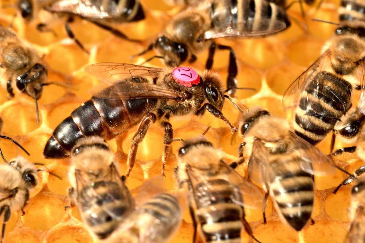 How long do queen bees live?