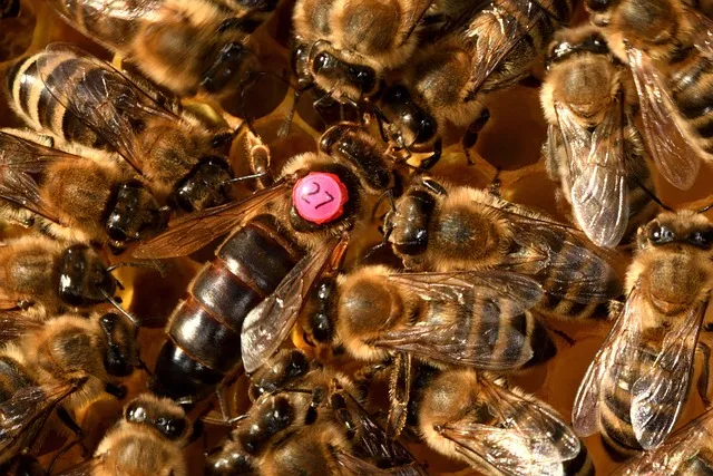 How many times does a queen bee get mated?