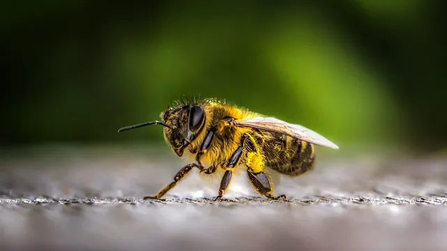 What Smell do bees hate?