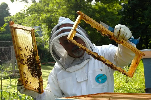 Do bees recognize their owners?
