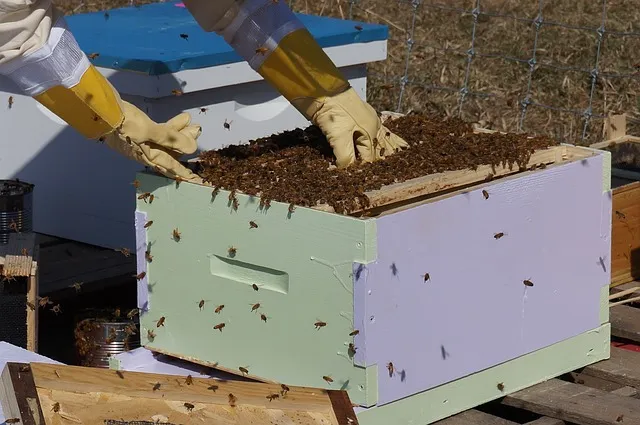 How many bees are needed for a split?