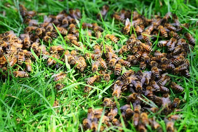 What is the biggest problem for bees? Threats to Honeybees