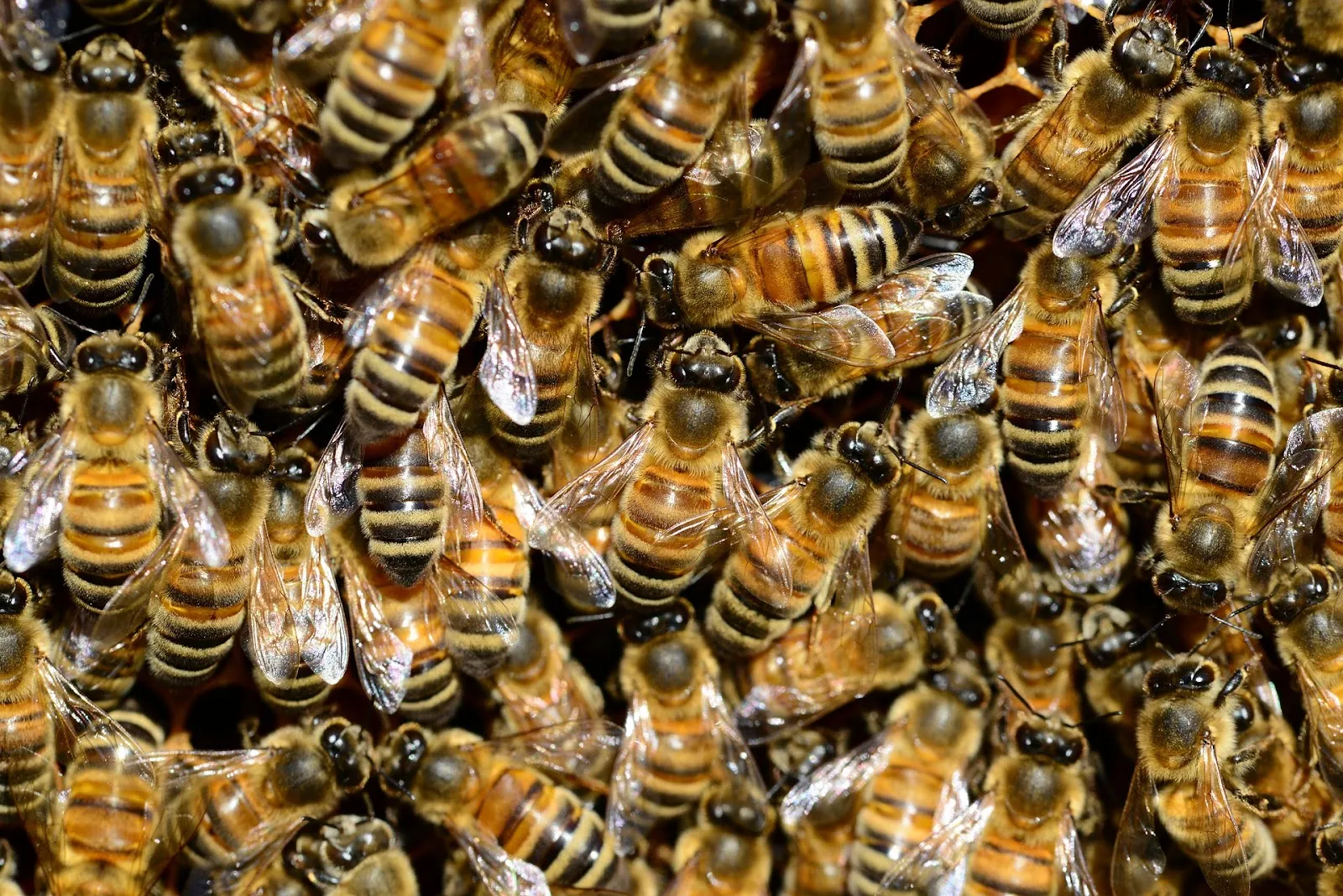 How many bees should be in a hive for winter?