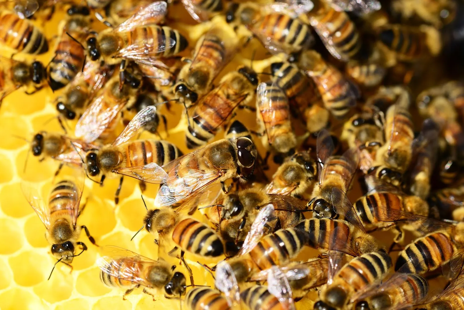 Can you mix bee breeds?