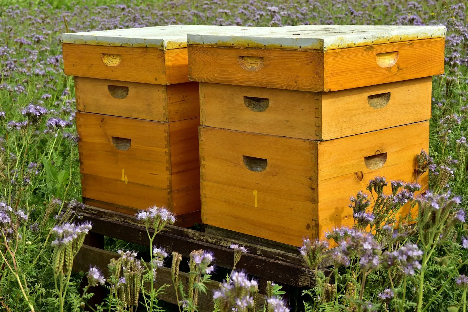 Why should l use wax on my wooden beehives?
