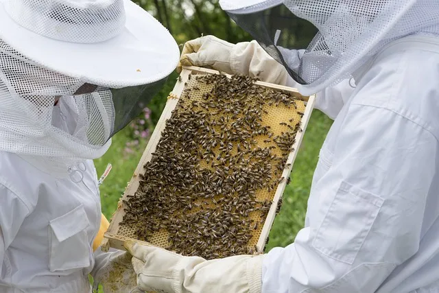 How many pounds of bees are in a 5 frame nuc?