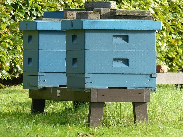 How high should beehives be off the ground?