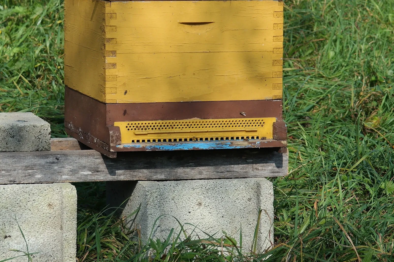 What should I put under my bee hives?