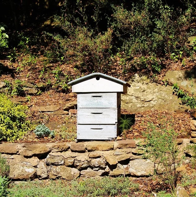 Where should I put my beehive in my yard?