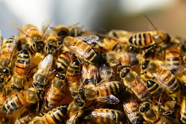 How many hours a week does beekeeping take?