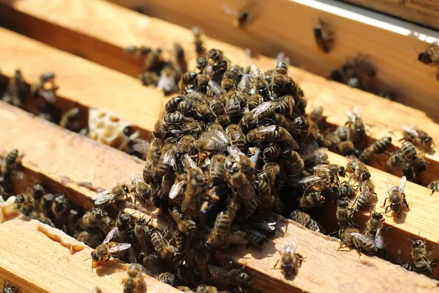 What time of day do you install a nuc of bees?