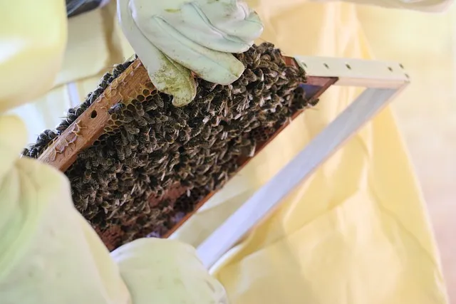 How long can bees stay in a swarm box?