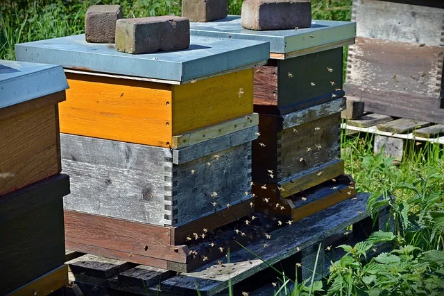 What is the best bee hive design?