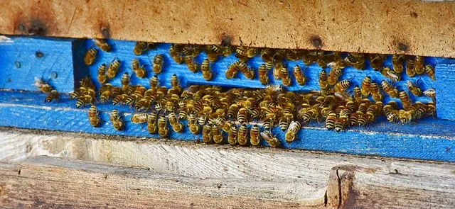 What is the best month to start beekeeping?