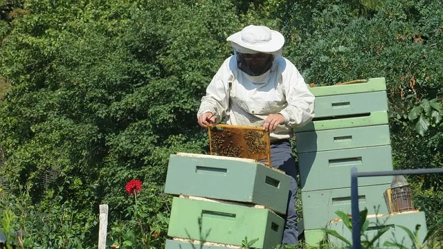 Do you have to check bees every day?