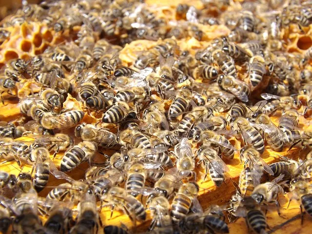 Is beekeeping expensive to start? / cost to start beekeeping