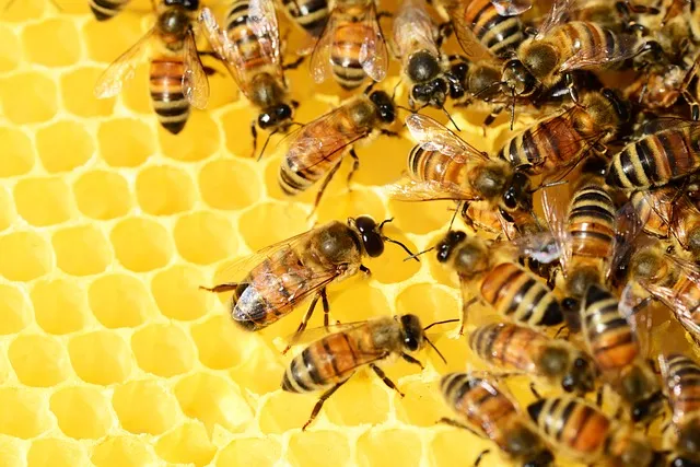 What are the easiest bees to take care of?