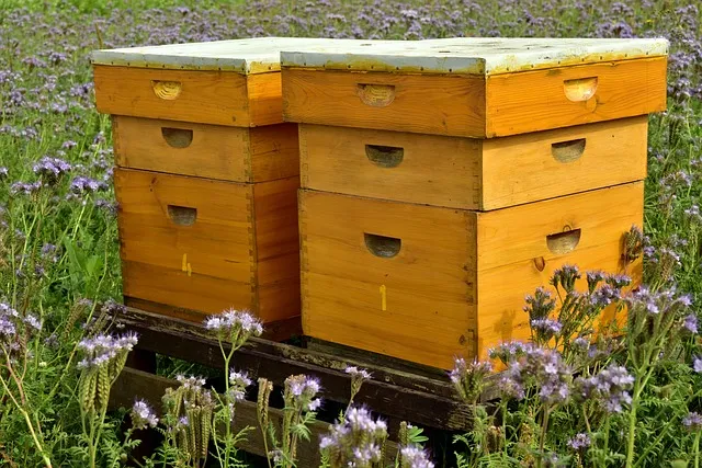 Will an empty beehive attract bees?