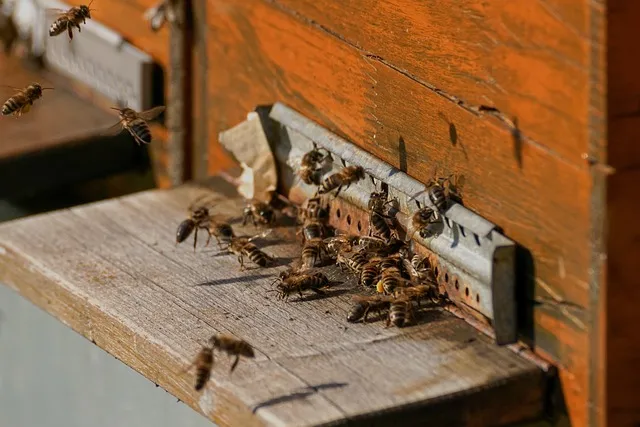 Are honey bees high maintenance?