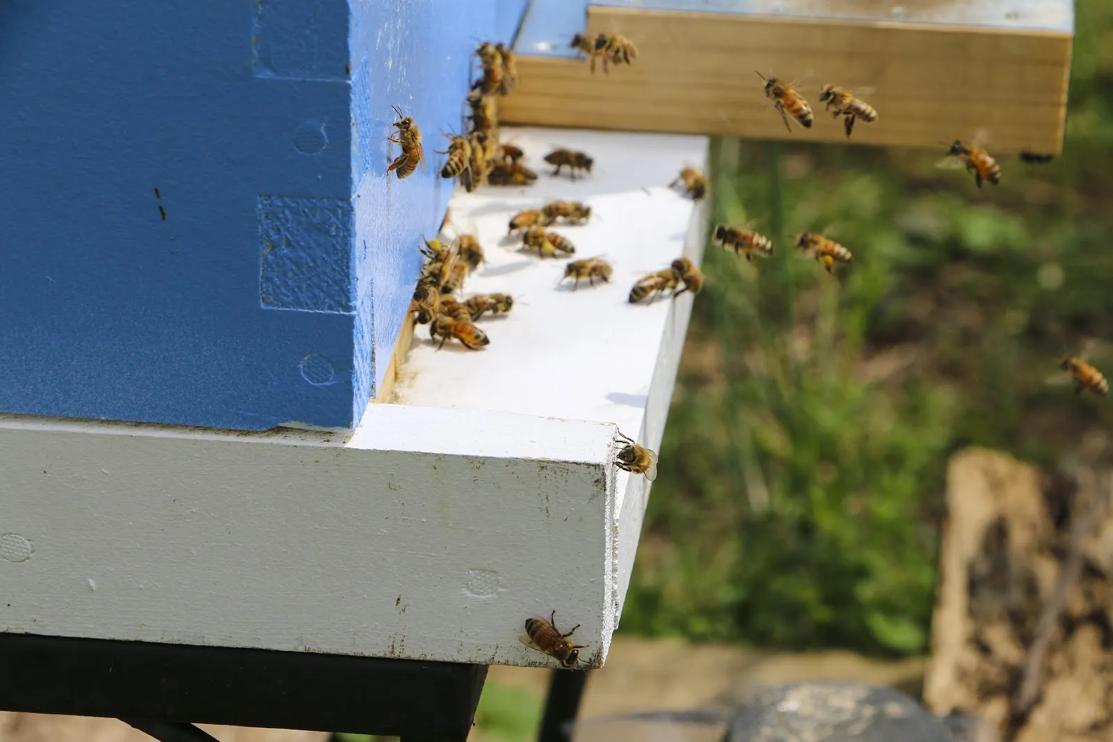 What is the lifespan of a beehive? How long does a beehive last?