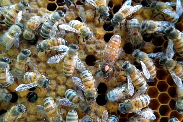 Why do beekeepers remove the queen?