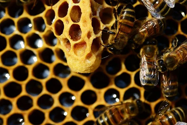 How much money is a queen bee worth?