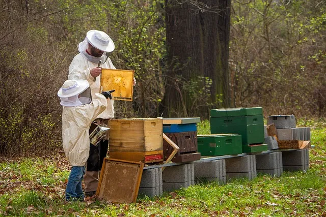 Can you keep just one bee hive?