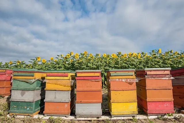 Should you paint the inside of bee boxes?