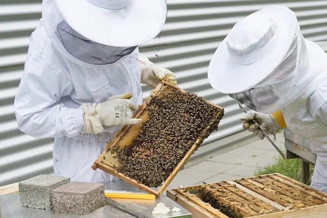 Do beekeepers develop immunity to bee stings?