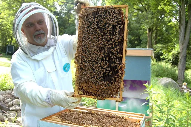 Do beekeepers live longer?