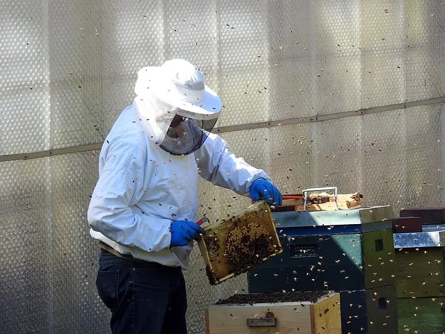 Why are beekeepers not stung?
