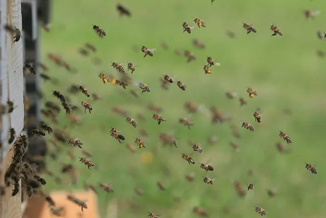 How far will bees chase you? What to do if a bee is chasing you?