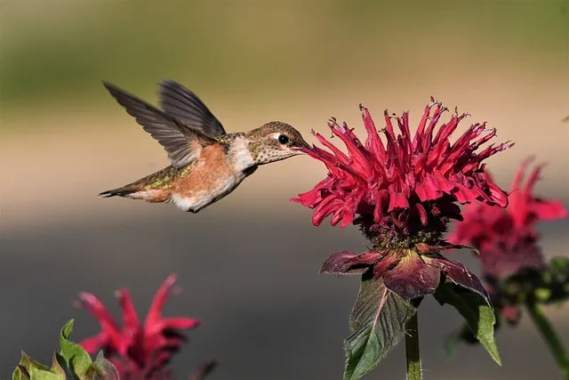 Do bees sting hummingbirds?