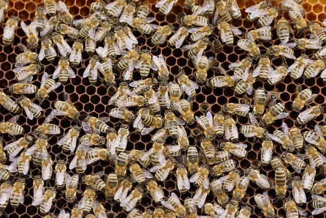 What do bees do with dead bees in the hive?