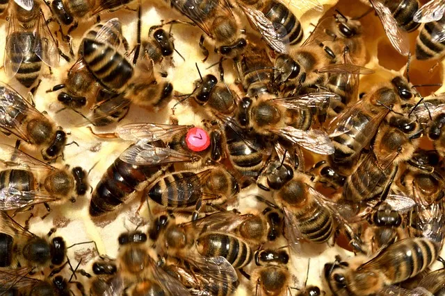 Can a queen bee hurt you? What happens if a queen bee stings you?