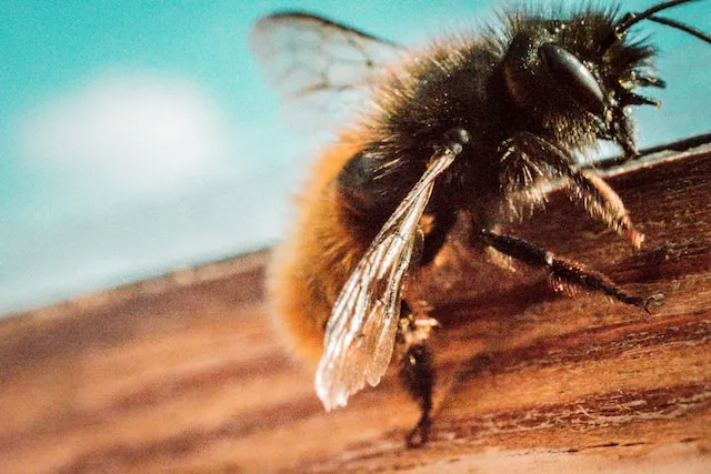 Secrets of Honeybee Behavior: An In-depth Exploration